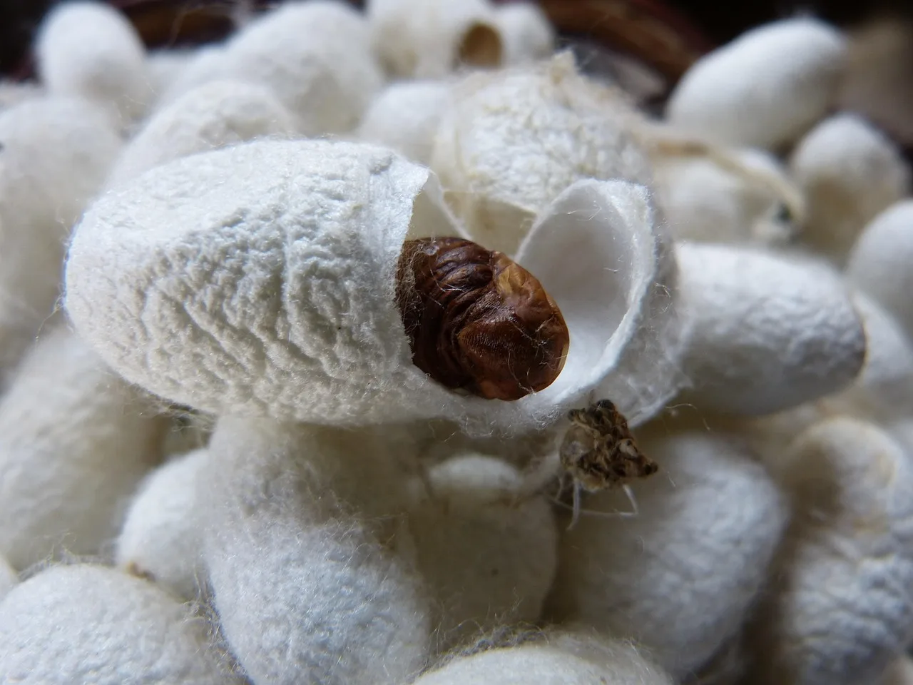 cocoon, silkworm, silk, cut open, white, brown, fiber, naturally, cocoon, cocoon, cocoon, silkworm, silkworm, silkworm, silkworm, silkworm, silk, silk, silk, silk, silk. What US small brands pay for bio-based fibers, tariffs, minimums and lead times