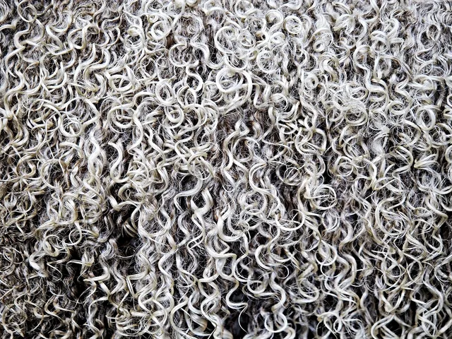 wool, fleece, sheep, woollen, coat, ringlet, curl, hair, shear, shearing, knit, knitting, white, grey, black, lanolin, textile, raw, material, fiber, fibre, strands, weave, tangle, wavy, texture, gray hair, fleece, fleece, fleece, fleece, fleece, sheep, knit, knit, textile. Why does bio-based fiber work in Portland outerwear but fail in Miami swimwear?
