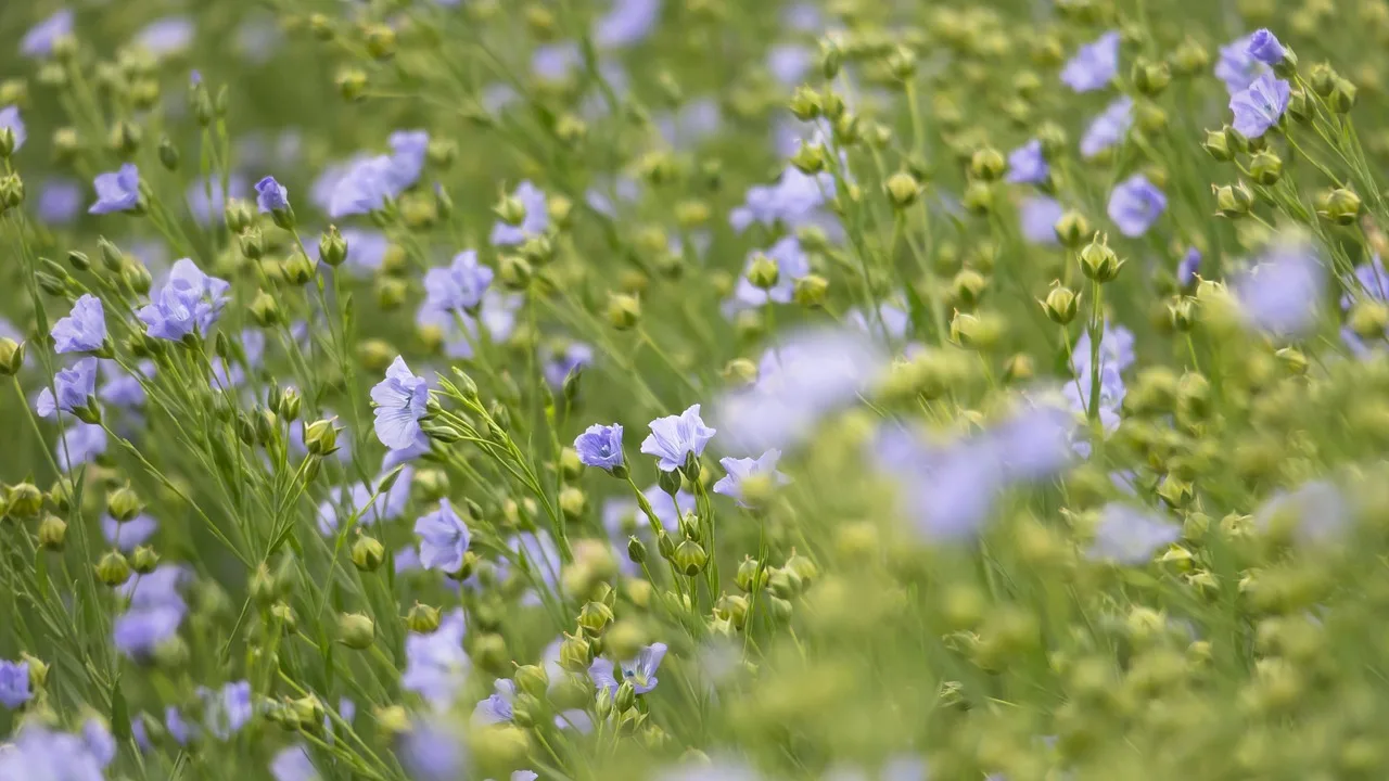 field, harvest, blossom, bloom, lone, mean leash, seed-linen, arable land, agriculture, flax, oilseed, oil flax, flax, flax, flax, flax, flax. Reading bio-based fibers with a sceptical eye