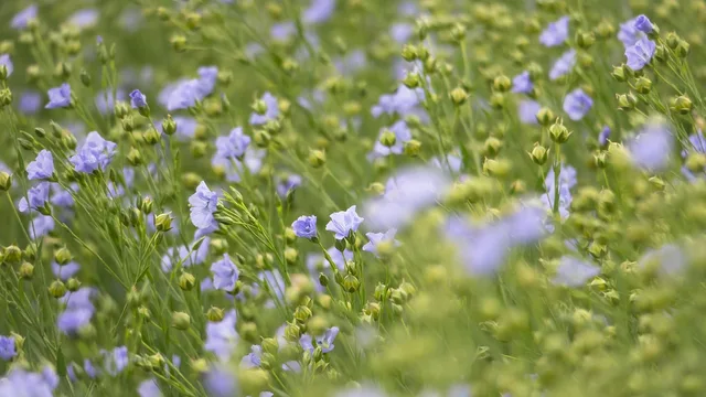 field, harvest, blossom, bloom, lone, mean leash, seed-linen, arable land, agriculture, flax, oilseed, oil flax, flax, flax, flax, flax, flax. Reading bio-based fibers with a sceptical eye