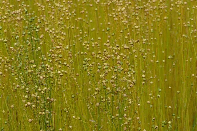 flax, linum usitatissimum, linaceae, fiber flax, crop, linen, textile, flora, nature, flax, flax, flax, flax, flax, linen, linen, linen, linen, linen, textile. Bio-Based Fibers Example: Building a Claim Evidence File