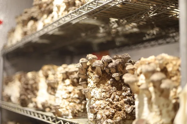 mushrooms, oyster, fungi, edible mushrooms, toadstools, mycelium, cultivation, organic, natural, shelf, closeup, mycelium, mycelium, mycelium, mycelium, mycelium. Bio-Based Leather Alternatives Compared: Mushroom, Apple, Cactus, Pineapple