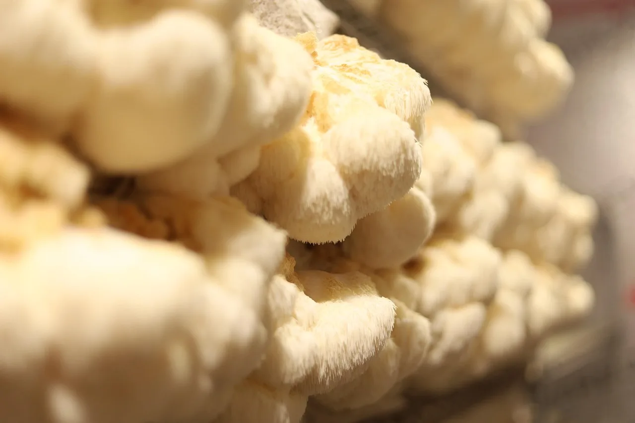 mushrooms, lion's mane, fungi, edible mushrooms, toadstools, mycelium, cultivation, organic, natural, closeup, mycelium, mycelium, mycelium, mycelium, mycelium. Biofabricated materials compared by what each one is grown for