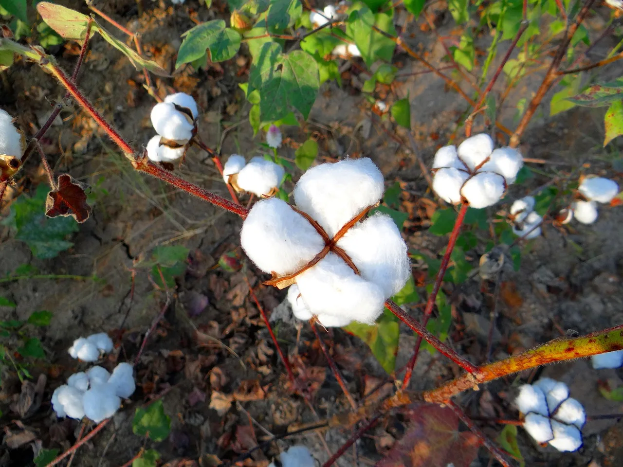cotton, cultivation, karnataka, plants, india, agriculture, cultivated, growth, fluffy, raw, fiber, textile, bud, stem, material, twig, environment, botany, crop, nature, stalk, purity, harvest, farming, weaver, outdoor, country, southern, plantation, farmland, rural, natural, land, organic, blooming, blossom. How FTC Green Guides apply to bio-based fiber claims