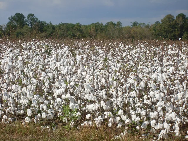 cotton, field, plant, harvest, textile, agriculture, natural, fluffy, crop, fiber, grow, organic, seed, stem, raw, industry, fabric, bud, material, flora, cultivated, environment, agricultural, cultivation, outdoor, nature, ecology, land, farmland, botany. A practical guide to GOTS, OEKO-TEX and Cradle to Cradle for US buyers