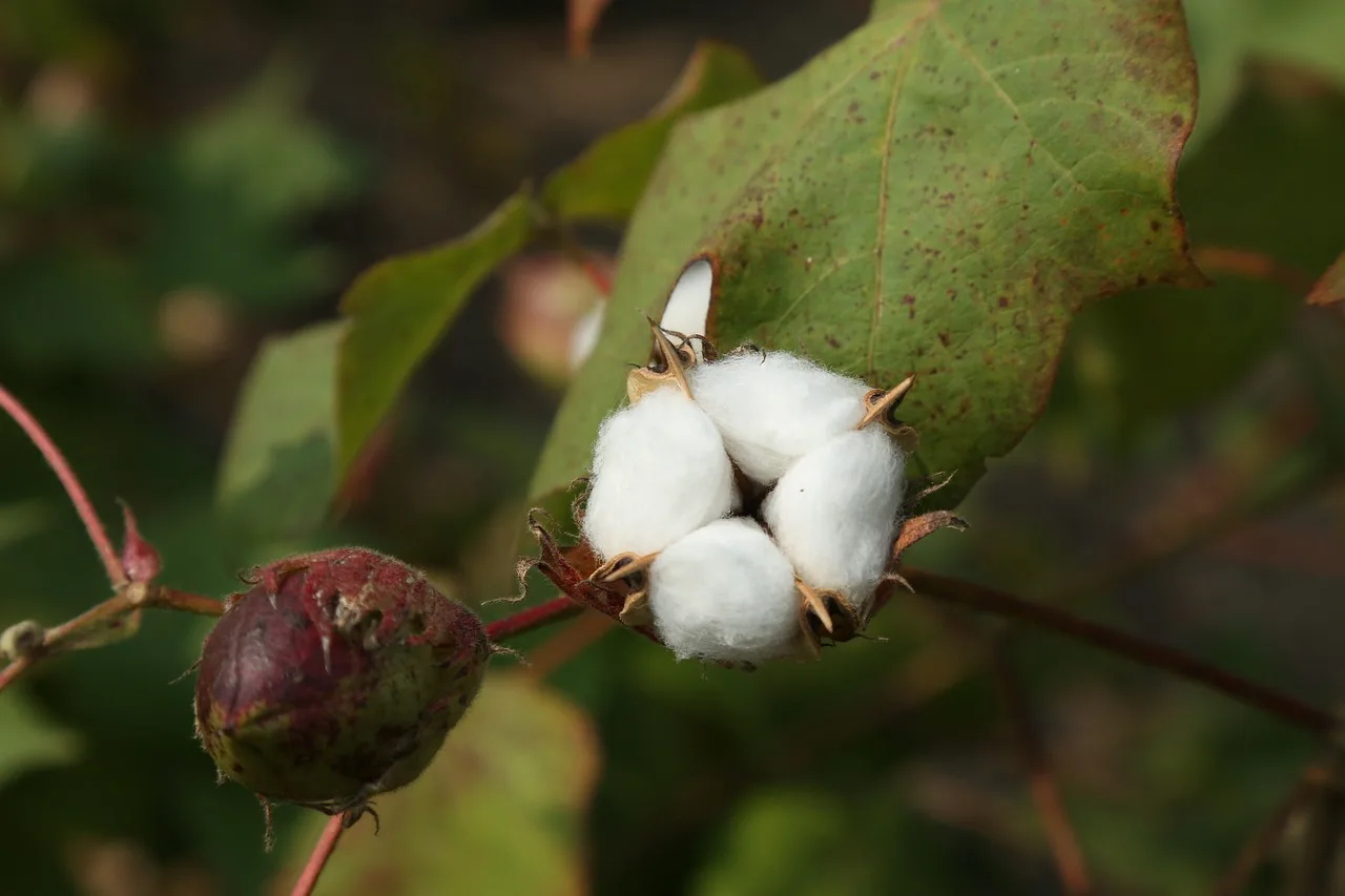 cotton flower, agriculture, nature, farm, cotton farm, plant, cotton plant. Getting natural textile fibers right the first time for 2027