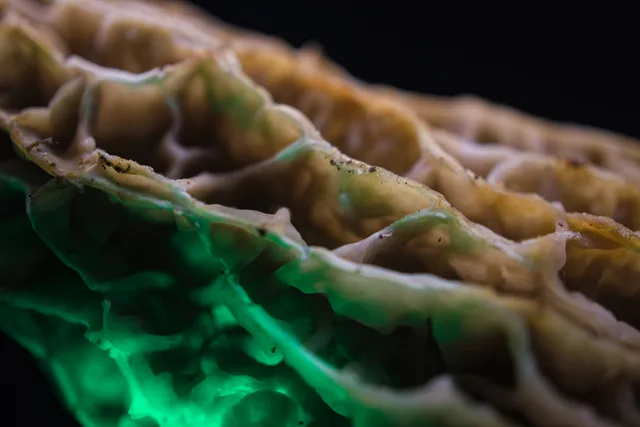 Detailed macro shot of a morel mushroom illuminated with a green light, showcasing natural textures. Biofabrication startups: the materials they make and how close each is to market
