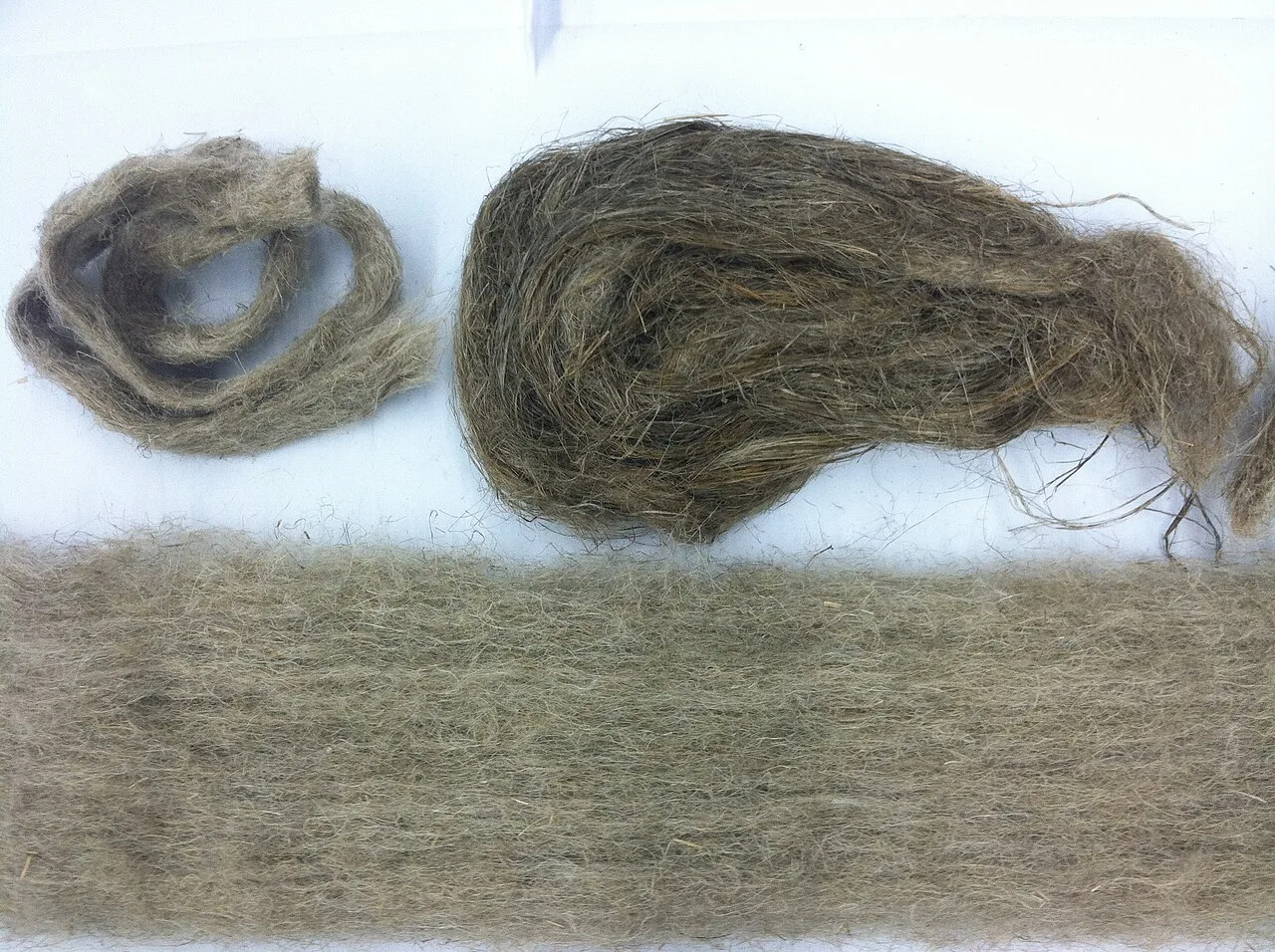 Prepared flax fibers in several forms