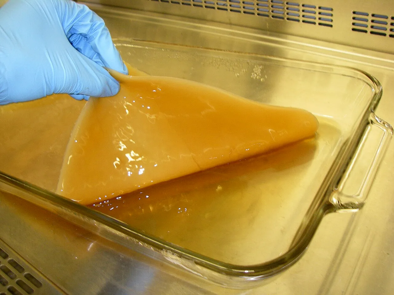 A wet microbial cellulose pellicle being removed from culture