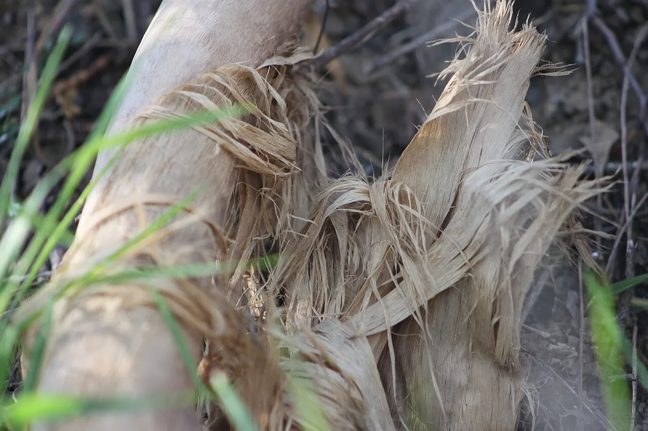 Hemp fiber separating from a plant stalk