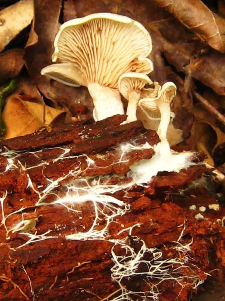 Clitocybe mycelium growing through organic material