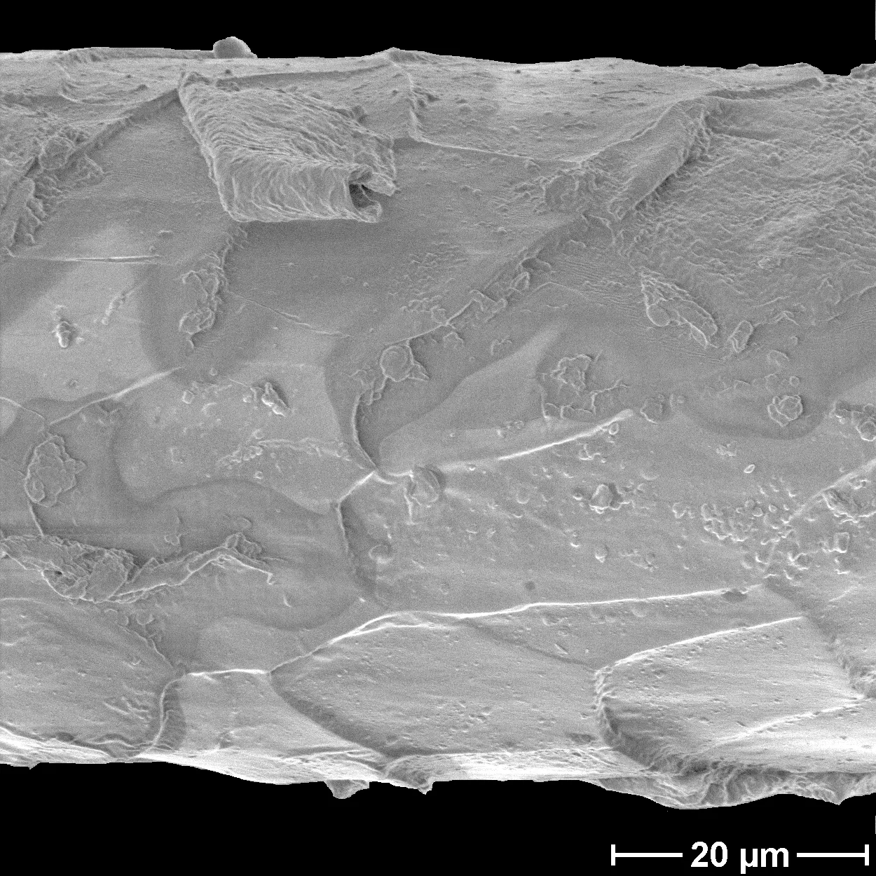 Scanning electron micrograph of a Romney Marsh sheep wool fiber