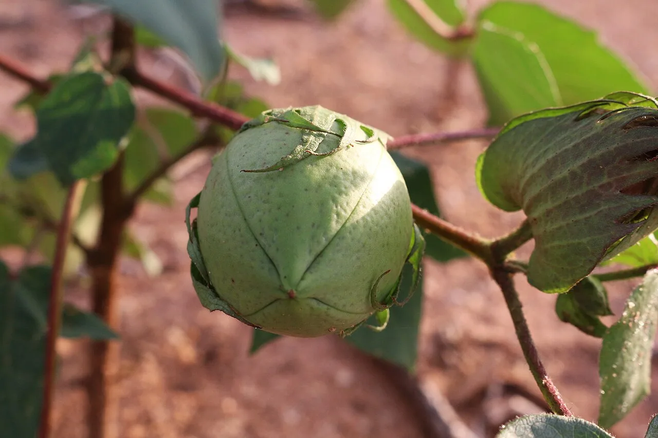 A closed cotton boll growing in a field